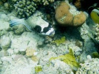 /album/fotogalerie-egypt-2008/egypt-2008-2-056v-jpg/